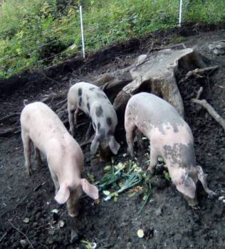 Photos page d&#8217;accueil Jarville-la-Malgrange 5