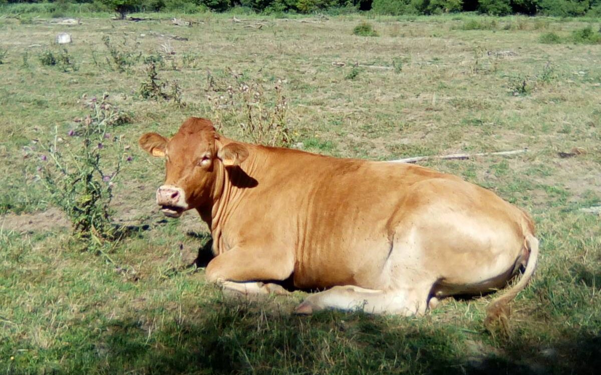 Viande Bovine Laxou