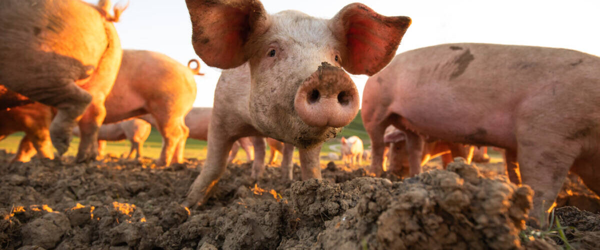 COCHON 1200X500 | La ferme des Salines La Ferme des Salines : élevages et vente directe à Crévéchamps Saint-Max 0