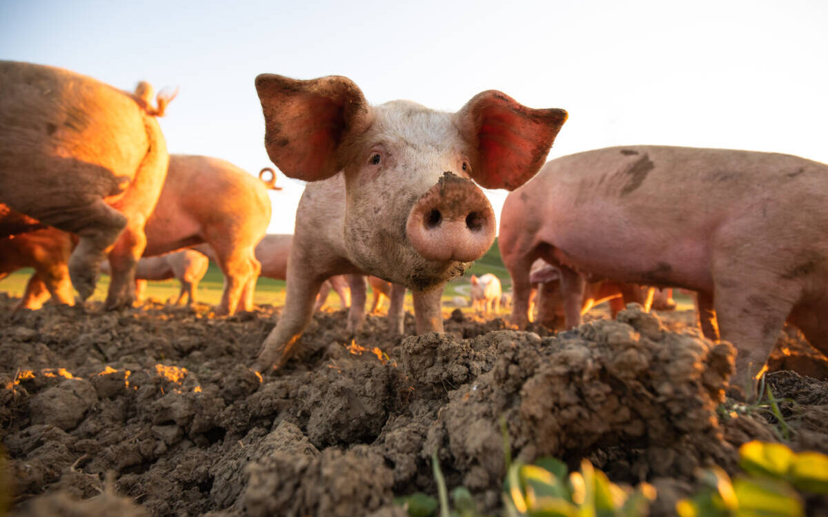 Notre &Eacute;levage de Porc Vand&oelig;uvre-l&egrave;s-Nancy