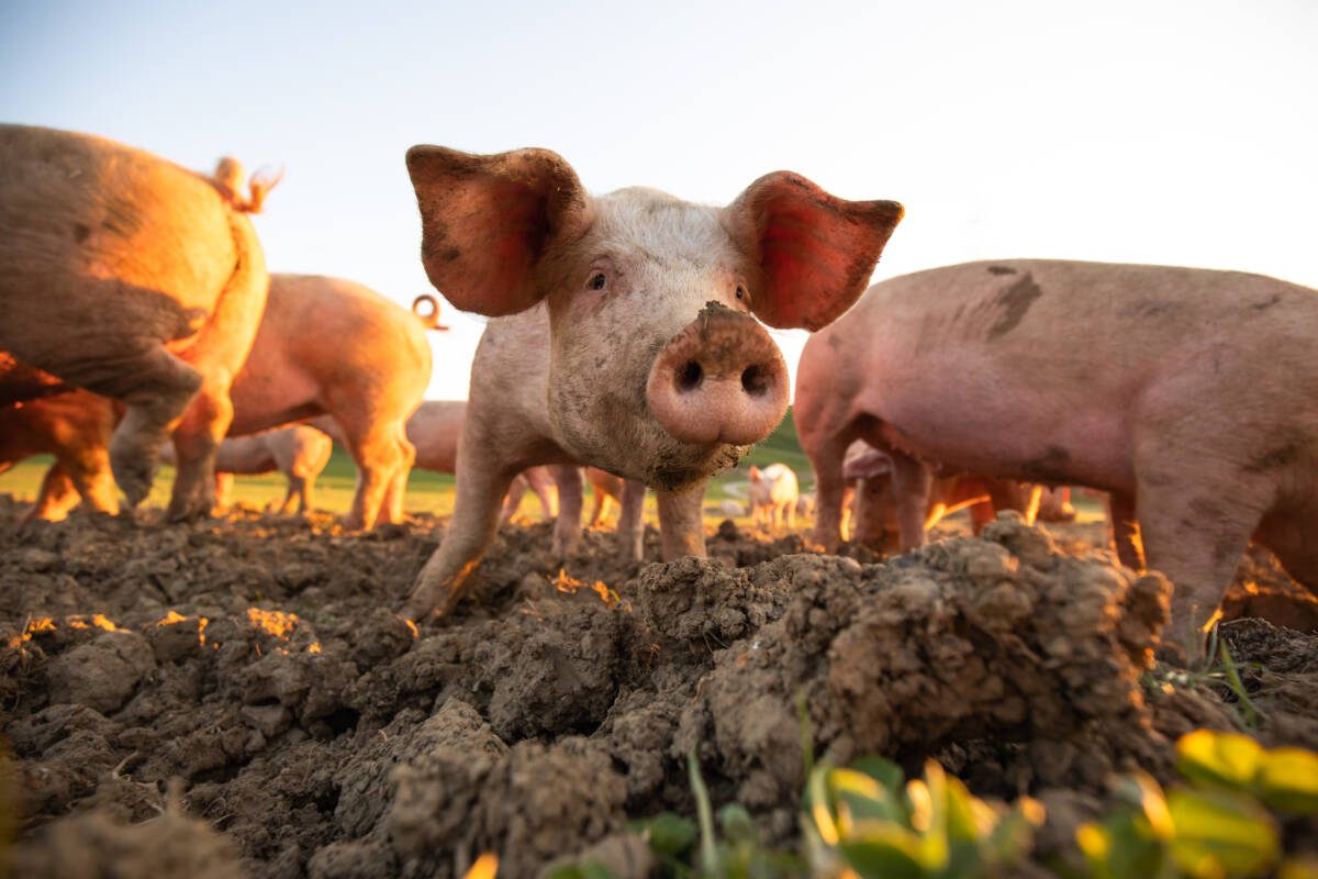 COCHON | La ferme des Salines Nos Charcuteries à la ferme des Salines en Meurthe-et-Moselle Maxéville 2