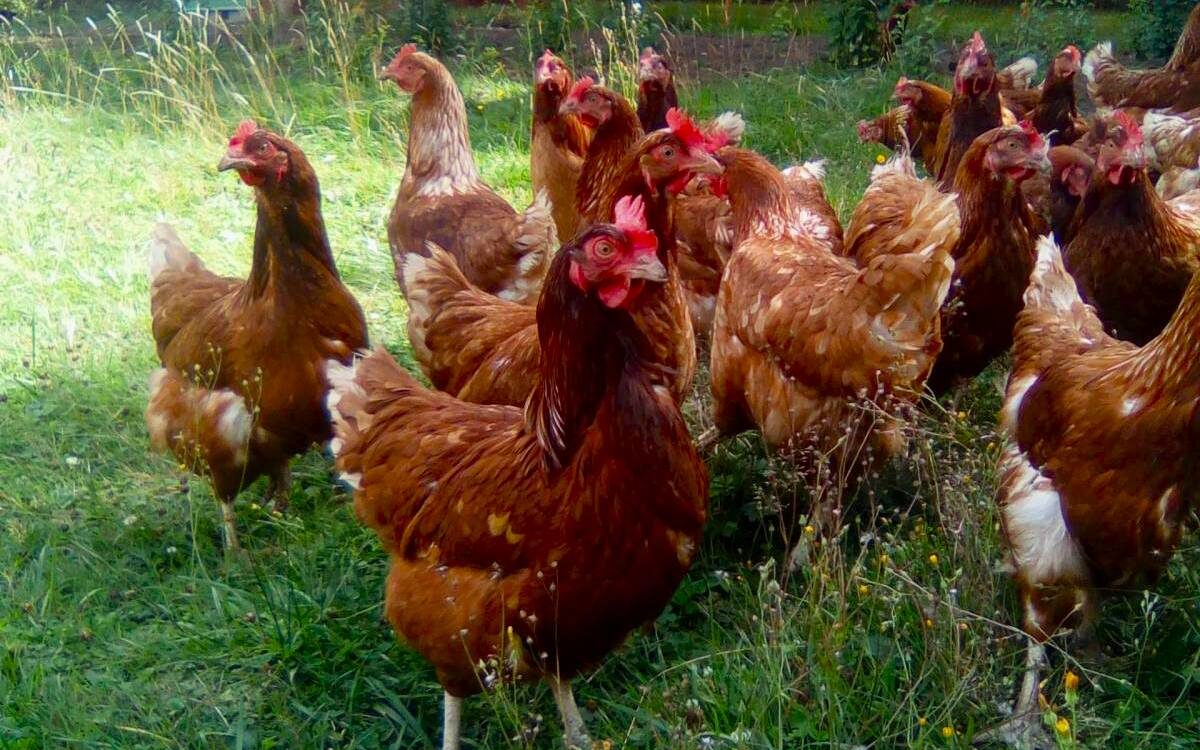 POULES 1200X750 | La ferme des Salines Notre Élevage de poules pondeuses Lunéville