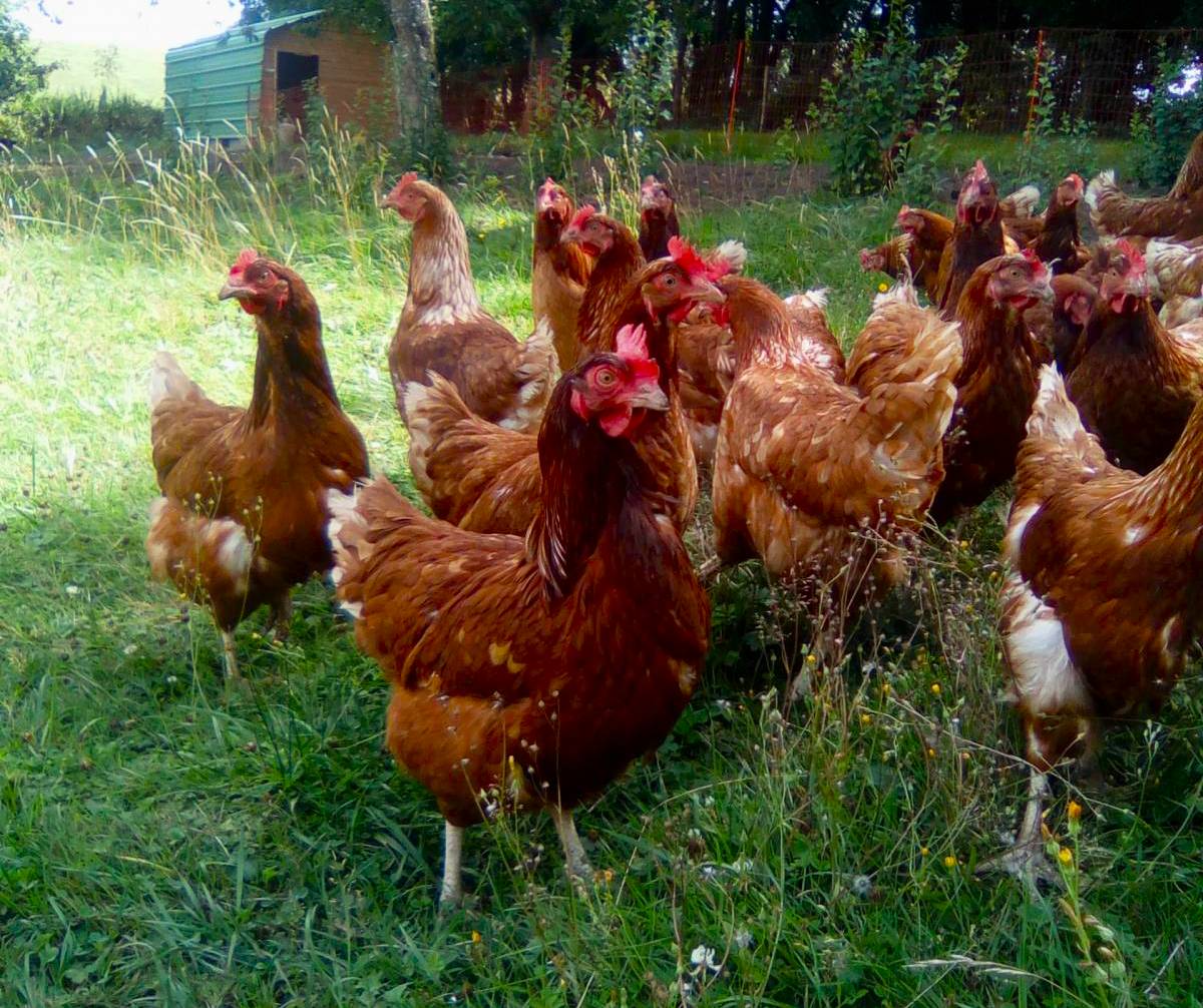 POULES | La ferme des Salines Notre élevage de vaches limousine, de Porc et poules pondeuse en Meurthe-et-Moselle (54) Essey-lès-Nancy 2