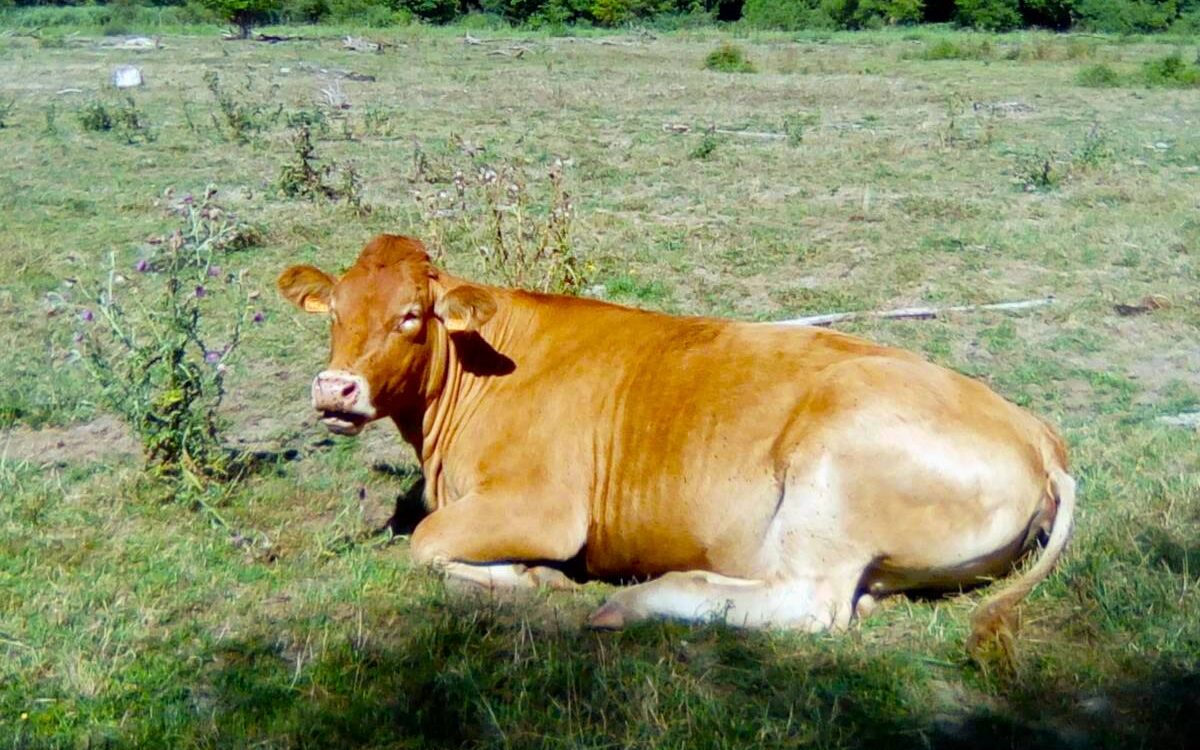 Notre &eacute;levage de Bovin de Race Limousine en Meurthe-et-Moselle Dombasle-sur-Meurthe