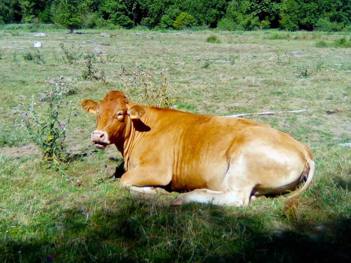 Notre élevage de Bovin de Race Limousine en Meurthe-et-Moselle Dombasle-sur-Meurthe